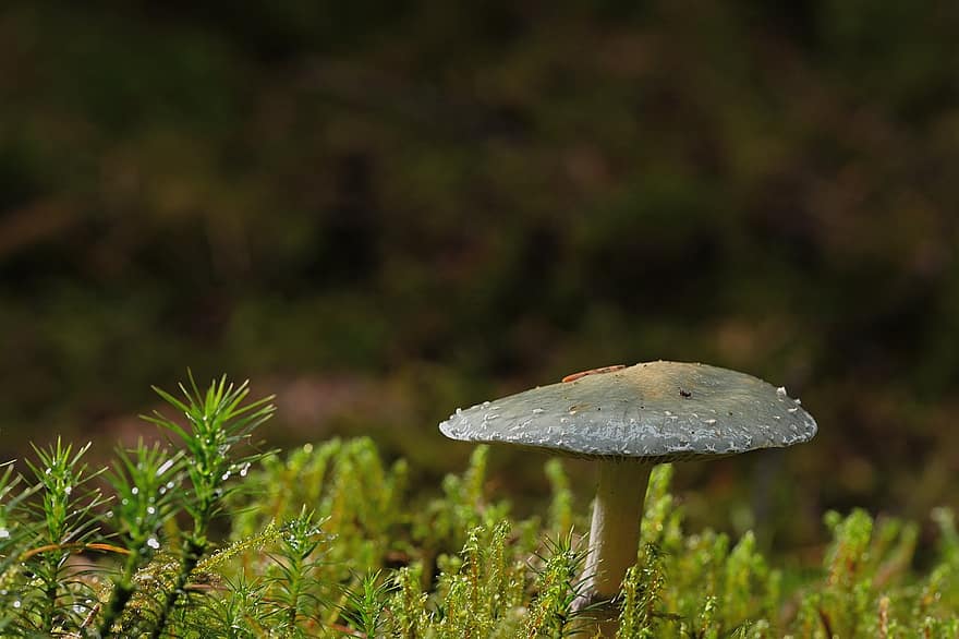 гриб, грибок диска, мох, падать, лес, крупный план, грибок, завод, зеленого цвета, время года, осень