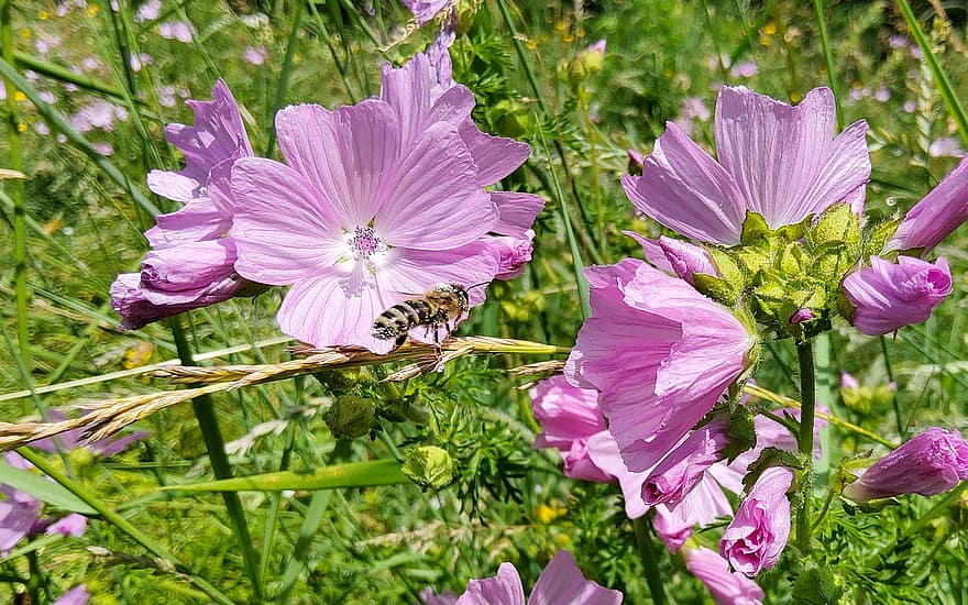 Bie, insekt, pollinere, pollinering, blomster, bevinget insekt, vinger, natur, Hymenoptera, entomologi