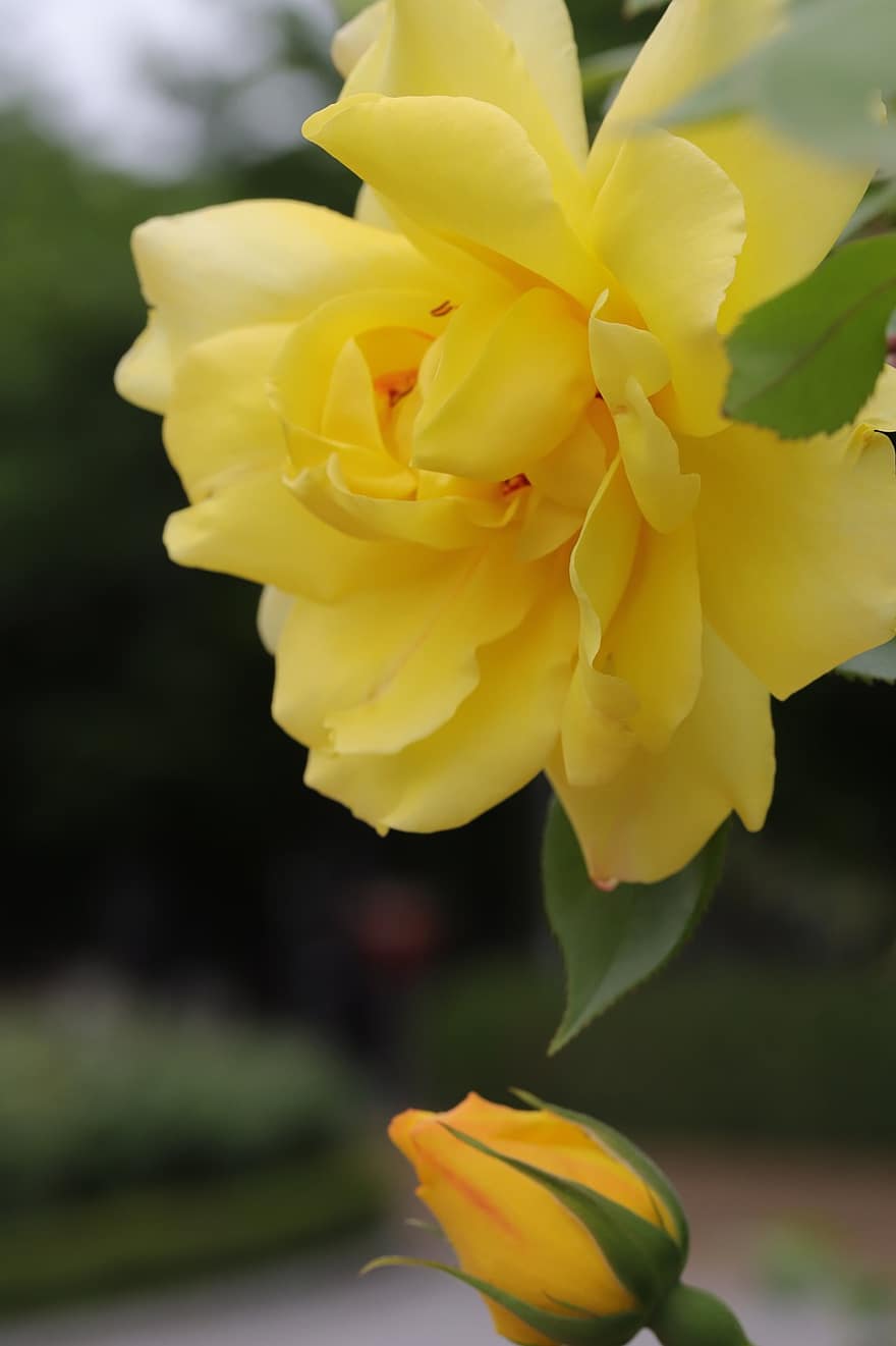 Rose, Une rose jaune, fleur jaune, bourgeon floral, fleur, printemps, jardin, fermer, plante, pétale, jaune