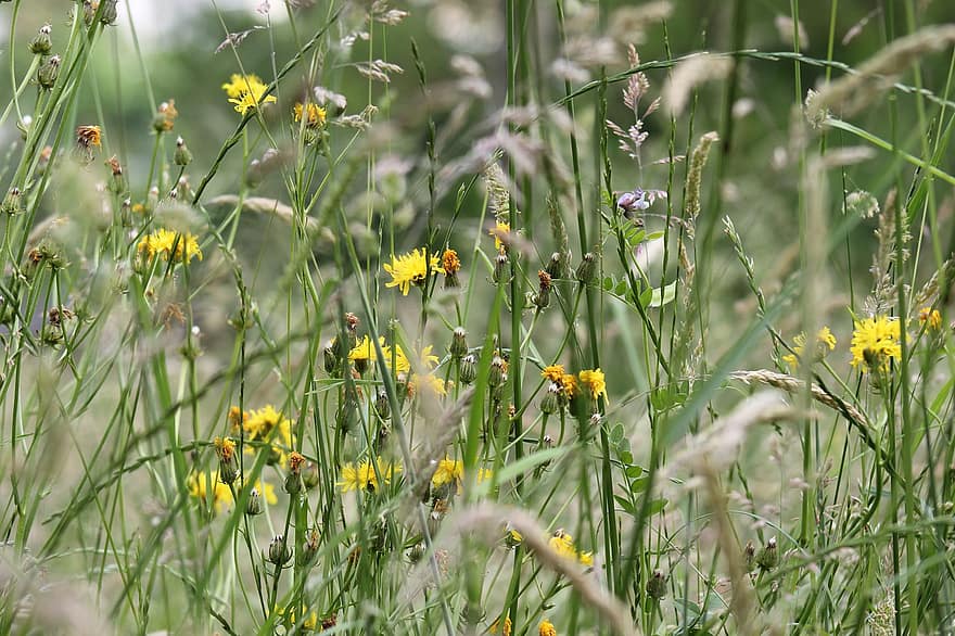 草、牧草地、たんぽぽ、野の花、自然、フローラ、黄色い花、夏、花、黄、緑色