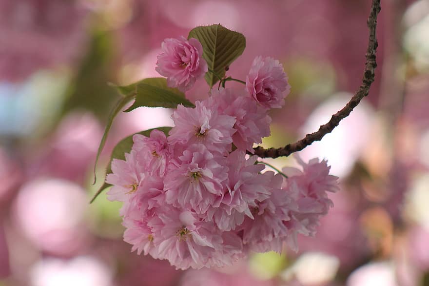 kersenbloesem, bloemen, de lente, roze bloemen, bloesem, bloeien, boom, tak, natuur, detailopname, fabriek