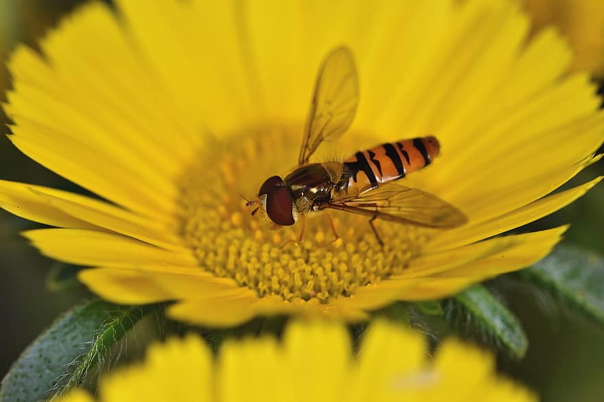 зависання мухи, літати, з'єднання, комаха, цвітіння, тварина, крило, політ комахи, фото комах, квітка, жовтий