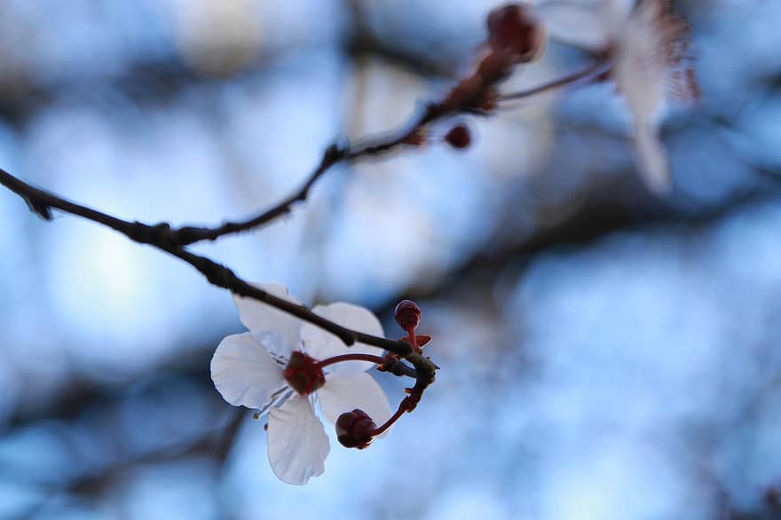 Blossoms, Flowers, Tree, Petals, Buds, Branches, Bloom, Nature, branch, close-up, plant