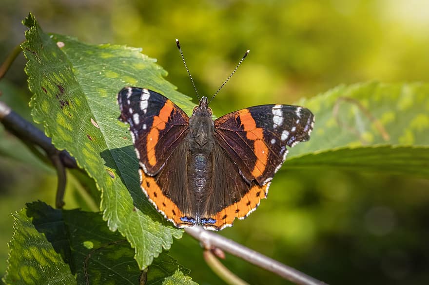 Butterfly, Red Admiral, Insect, Bug, Leaves, Foliage, Branch, Park, Wildlife, Outdoors, Explore