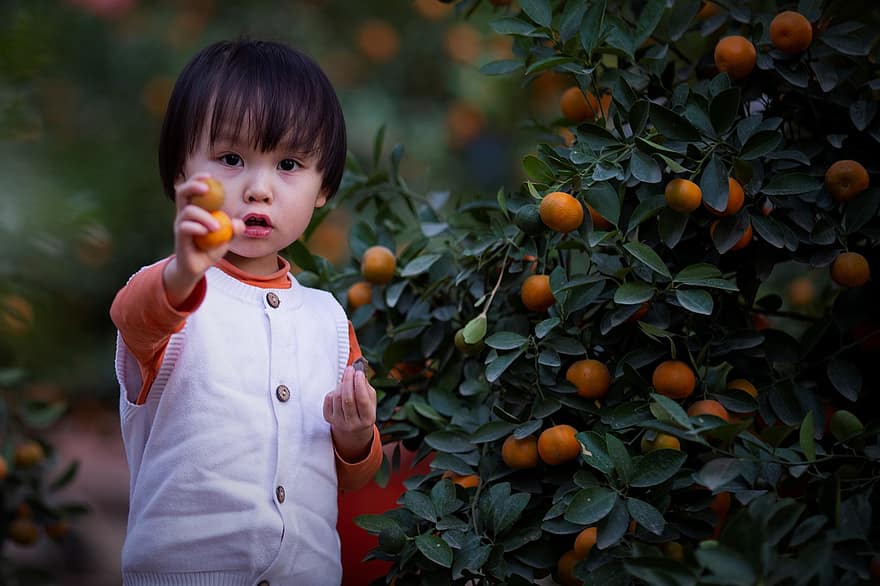 niño, recogiendo naranjas, al aire libre, huerta, niñita, retrato, infancia