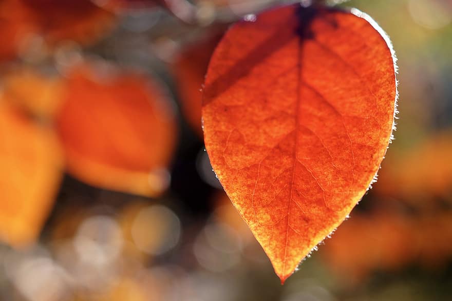 葉、工場、秋、秋の葉、オレンジの葉、ブランチ、自然、ボケ、黄、閉じる、シーズン