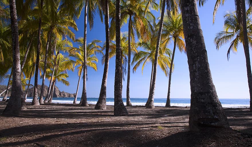 Beach, Palms, Paradise, Tropical, Palm Trees, Trees, Tropical Island, Sea, Ocean, Shore, Seashore