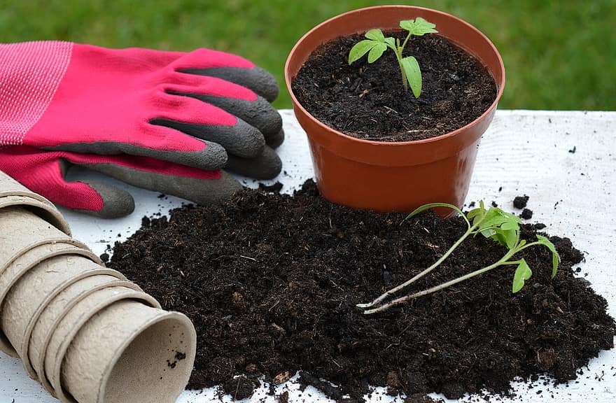 Tomato Plant, Gardening, Gloves, Seedling, Soil, Plant Pot, Prick Out, Plant, Tomato Cultivation, Garden, Pot Culture