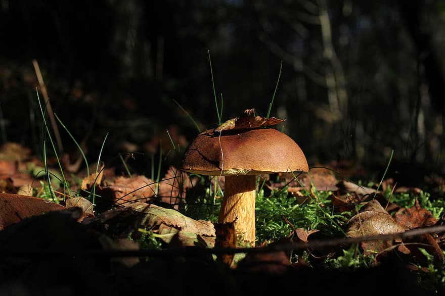 Mushroom, Bay Bolete, Fungus, Forest Floor, Macro, autumn, forest, close-up, season, food, leaf