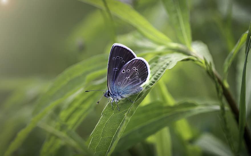 drugeliai, vabzdys, drugelis, pobūdį, makro, miškas, sparnas, spalva, spalvos, mėlyna, modraszek