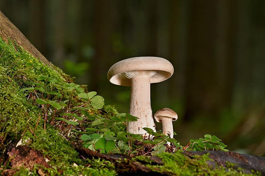houby, lamelární houby, mech, les, detail, houba, jídlo, neobdělávaný, podzim, svěžest, rostlina