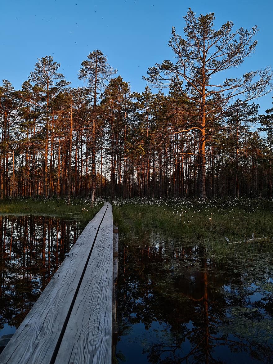 sentiero di legno, palude, tramonto, natura, ora d'oro, lago, acqua, riflessione, foresta, alberi, boschi