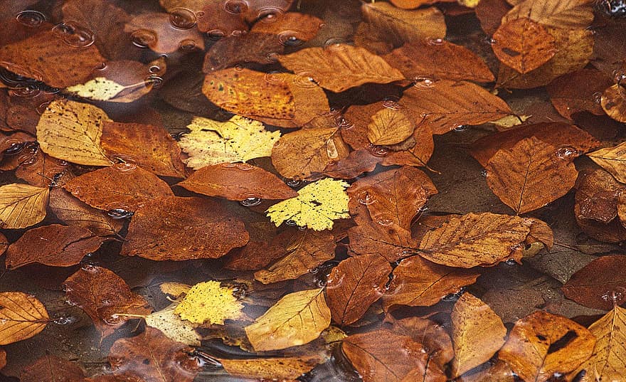 Daun-daun, alam, musim gugur, musim, jatuh, di luar rumah, genangan air