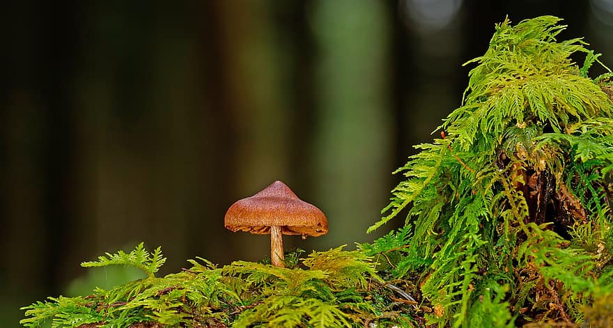 cogumelo, musgo, cogumelo pequeno, fungo de disco, floresta, cor verde, fechar-se, plantar, outono, temporada, inculto