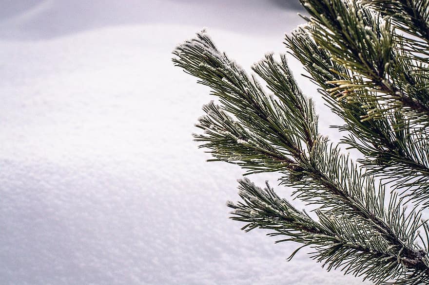 koks, egles, filiāles, ziemā, sniegs, tuvplāns, fona, filiāle, skujkoku koks, priede, sezonā