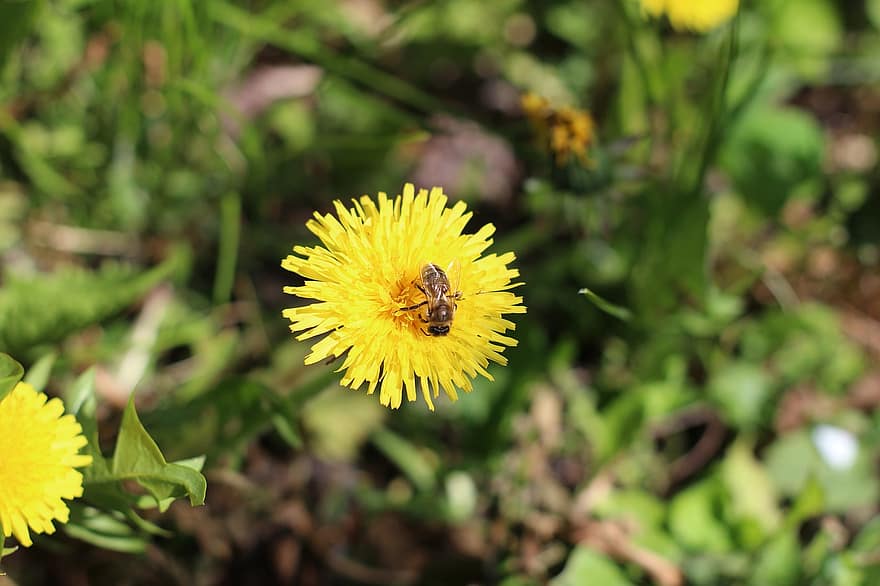 lebah, bunga, serangga, musim semi, taman, serbuk sari, musim panas, kumbang, lebah pada bunga, imut, lebah madu