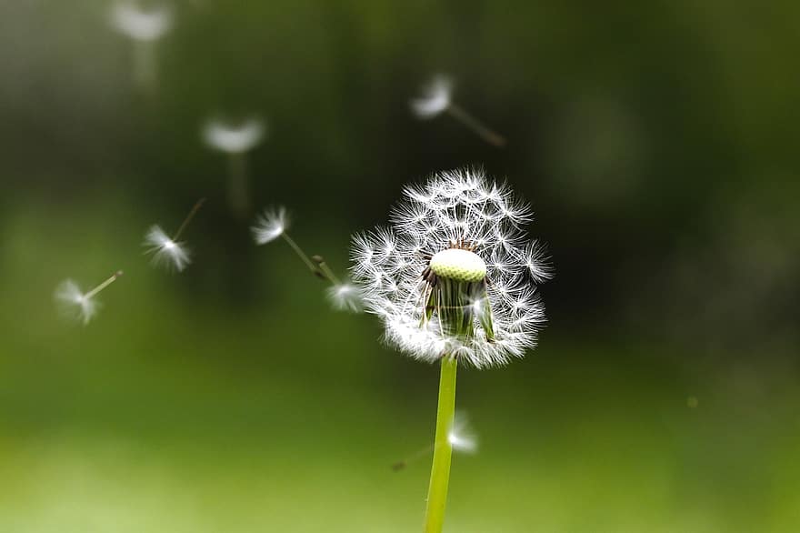 Dandelion, Flower, Seeds, Flying Seeds, Seed Head, Blowball, Fluffy, Pointed Flower, Plant, Meadow, Nature