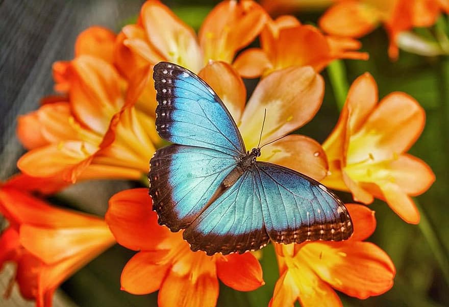 तितली, नीला, कीट, विंग, प्रकृति, जानवर, फूल, क्लोज़ अप