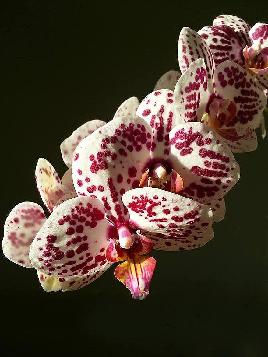 orquídea, raro, las flores, pétalos, floración, flor, flora, floricultura, horticultura, botánica, naturaleza