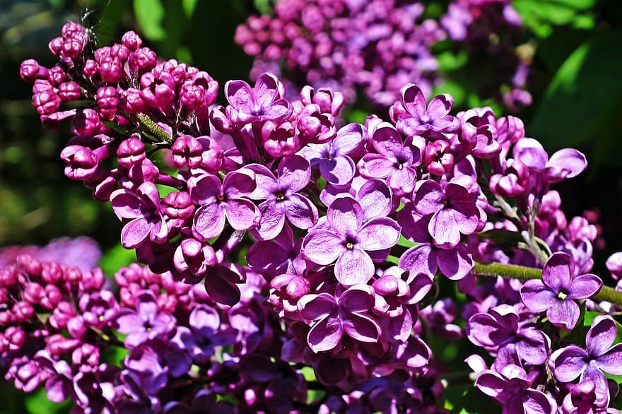 ziedi, ceriņi, purpura ziedi, dārzs, pavasarī, augu, violets, tuvplāns, zieds, lapas, vasarā