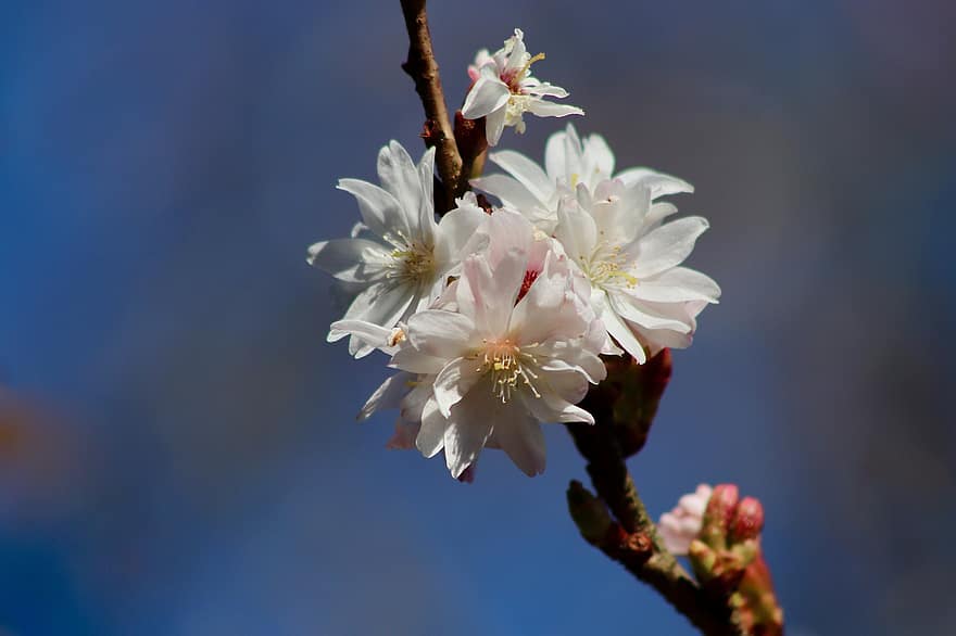 春桜、Higankirsche、開花枝、花、桜、白い花、花びら、咲く、フローラ、自然、閉じる
