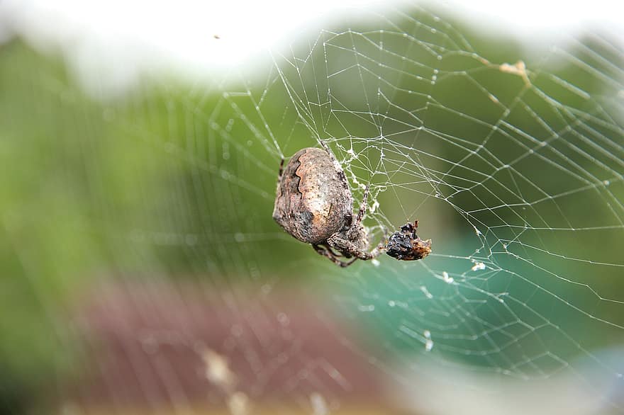 Spider, Spider Web, Arthropod, Arachnid, Animal, Trap, Network, Creature, Nature