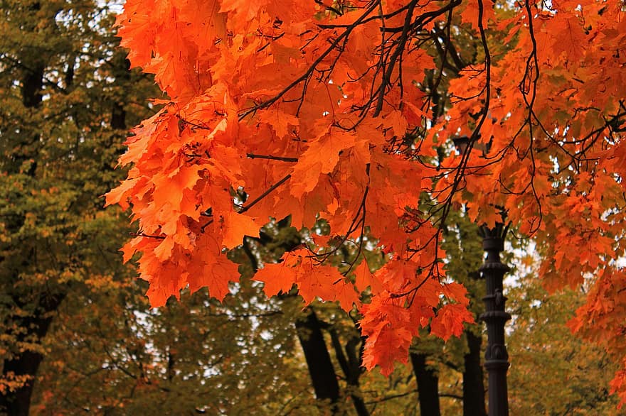 ősz, levelek, lombozat, őszi levelek, fák, őszi lombozat, őszi szezon, esik lombozat, levél növényen, fa, sárga