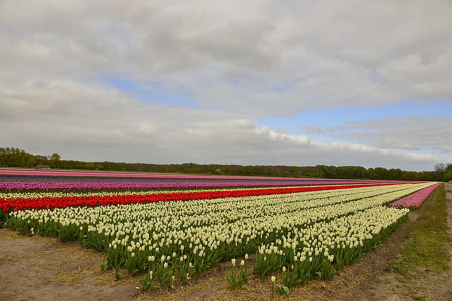 blomster, tulipaner, forår, sæson-, flor, blomstre, tulipan, blomst, plante, landlige scene, multi farvet