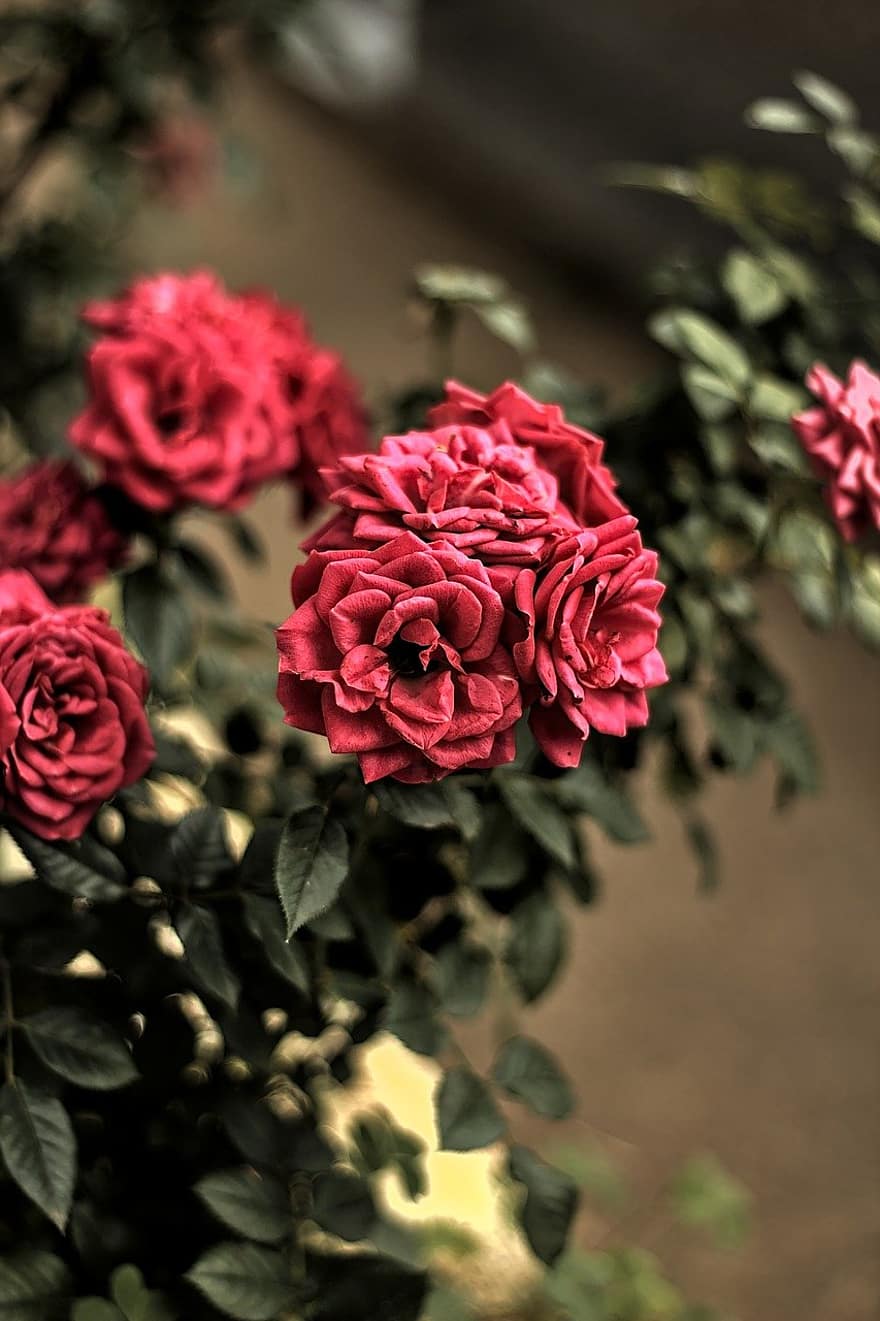 roses rouges, fleurs rouges, fleurs, forêt, paysage, fleur, botanique