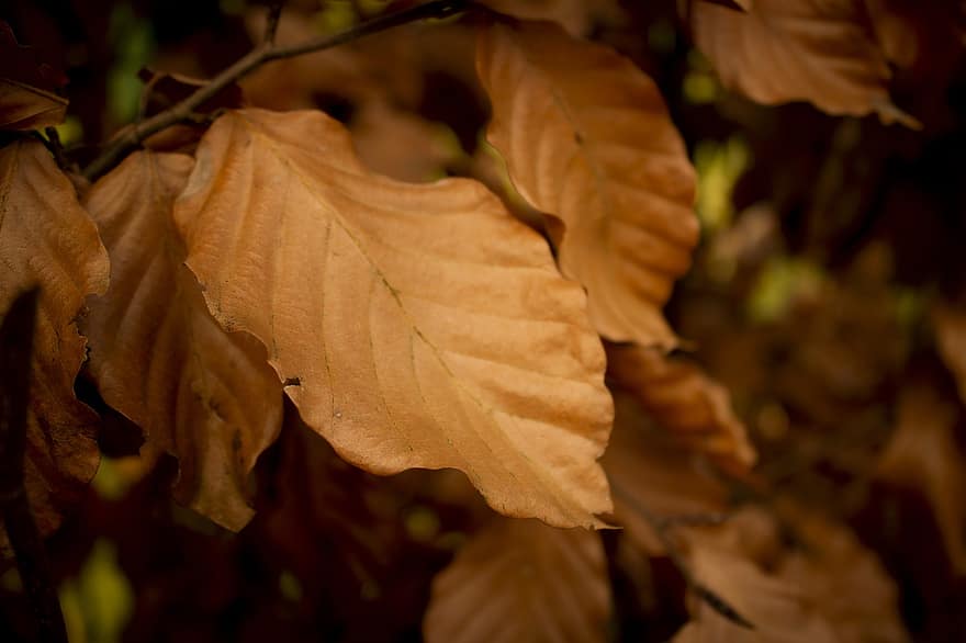 листья, ветка, падать, высохший, высушенные листья, сухие листья, листва, осень, сезонное, дерево, завод