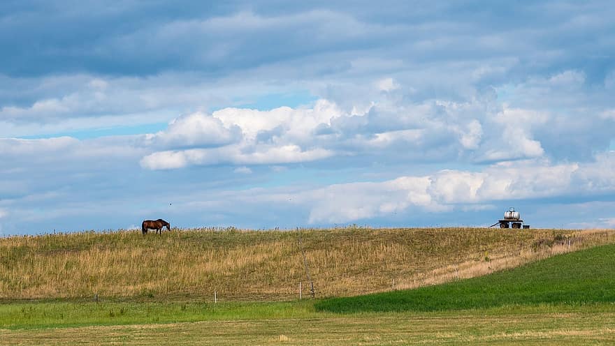 牧草地、馬、空、雲、風景、大気の、夏、午後、自然、草