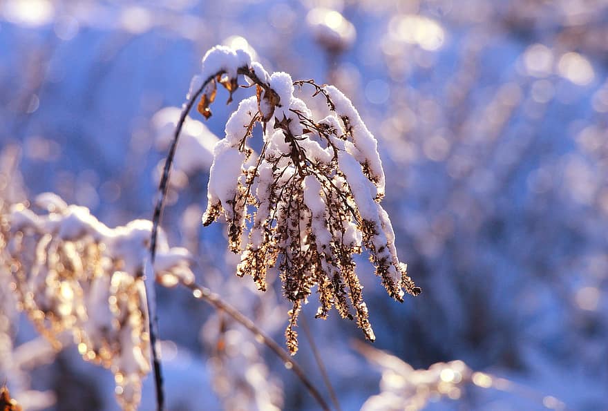 Baum, Schnee, Frost, Zweig, kalt