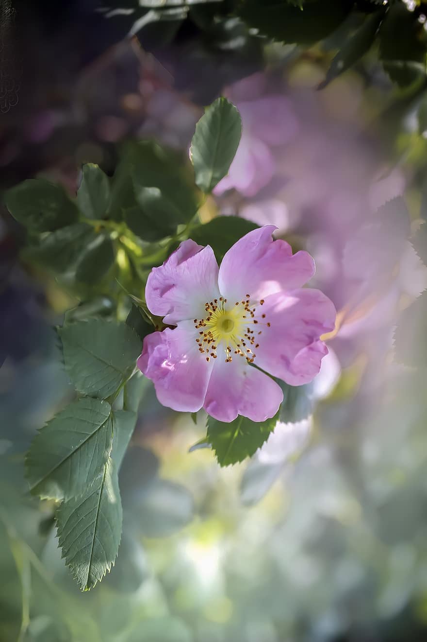 Dog-rose, Flower, Pink Flower, Petals, Pink Petals, Bloom, Blossom, Flora, Plant, Bush, Nature