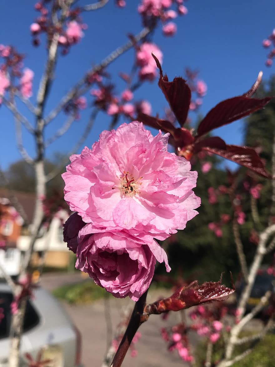 Cherry, Tree, Blossom, Spring, Hanami, Sky, Nature, flower, petal, pink color, flower head