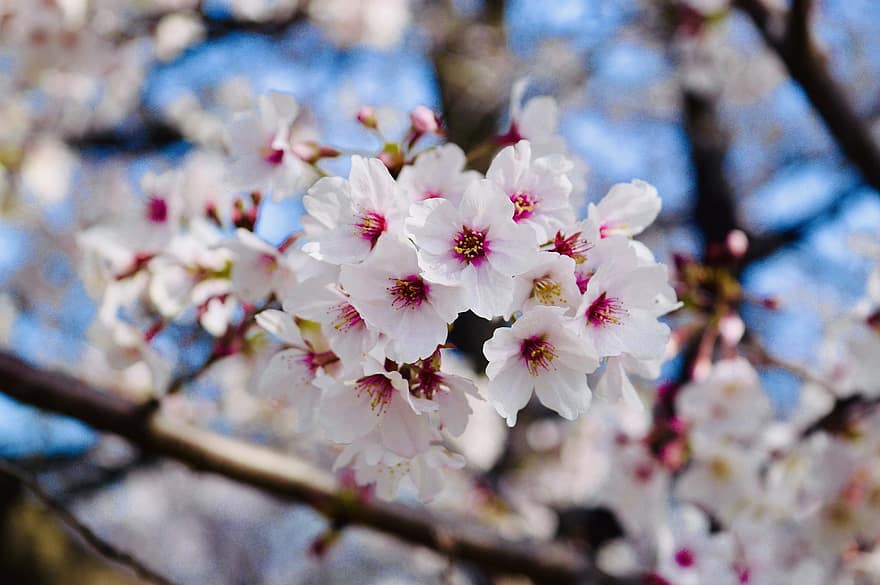 strom, květiny, Třešňový květ, sakura, květ, okvětní lístky, růst
