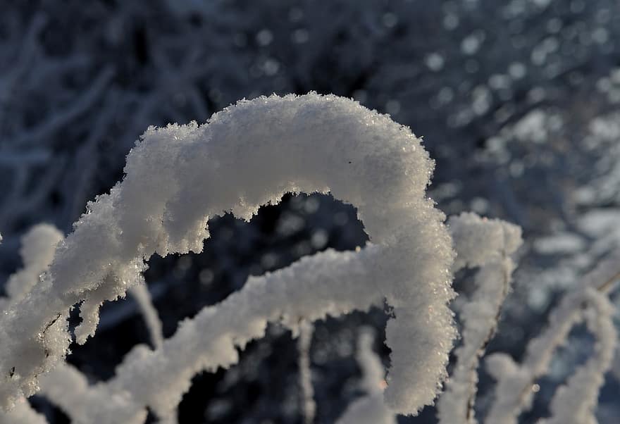 Grass, Frost, Winter, Plant, Snow, Frozen, Ice, Cold, season, close-up, backgrounds