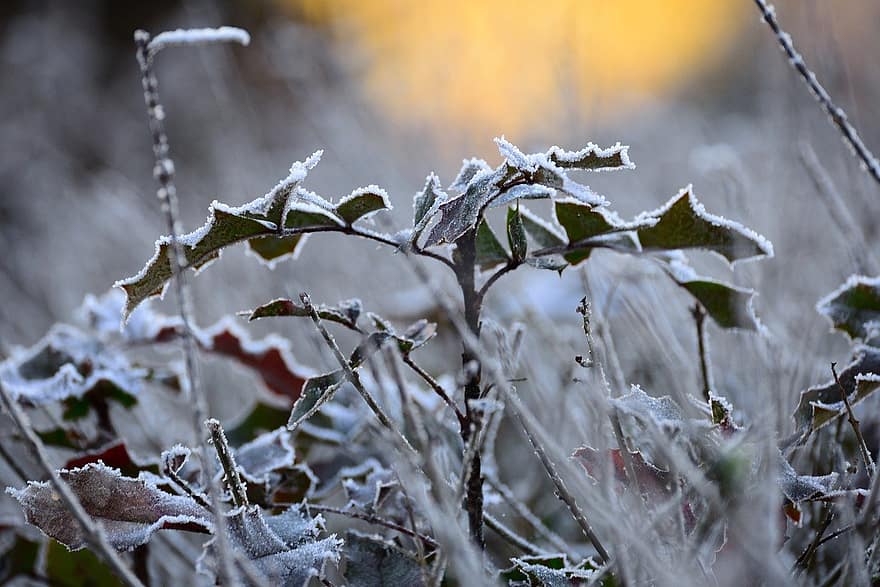 gel, branches, congelé, du froid, feuille, hiver, saison, fermer, la glace, l'automne, plante