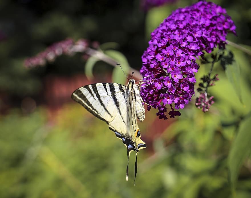 бабочка, насекомое, природа, сад, цветы, фиолетовые цветы, крылья