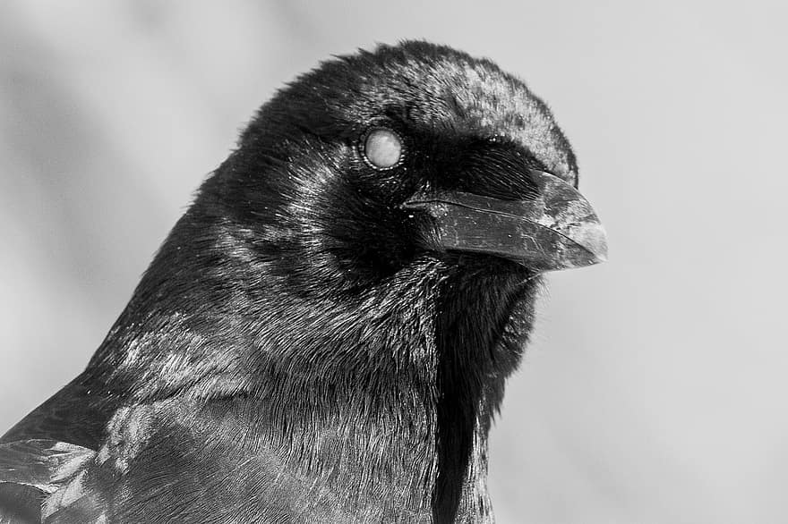 corbeau, photo du visage, oiseau, le bec, plumes, plumage, aviaire, ornithologie, fermer, plume, animaux à l'état sauvage