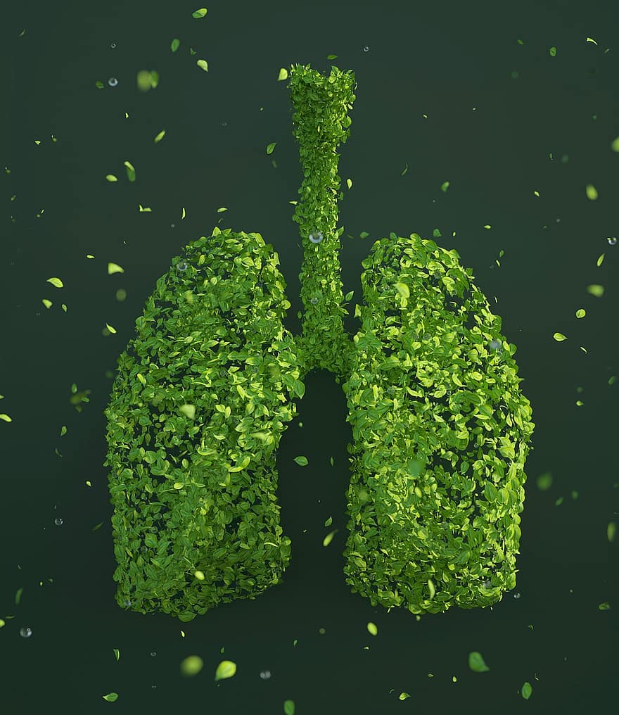 fulles, pulmons, sostenibilitat, òrgan, naturalesa, medi ambient, ecologia, fullatge, verd, Representat en 3D