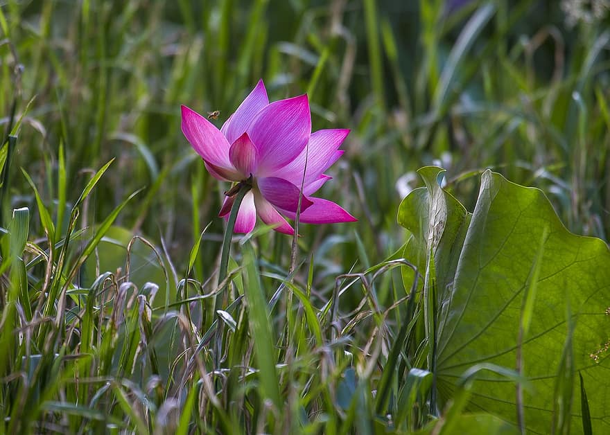Lotus, Bee, May Flower Season, Vibrant Colors, Pink, Botanical
