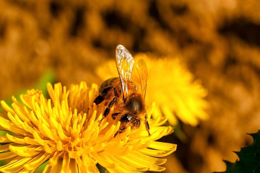 pszczoła, owad, kwiat, zapylanie, pyłek, mniszek lekarski, Natura, żółty, makro, zbliżenie, kochanie
