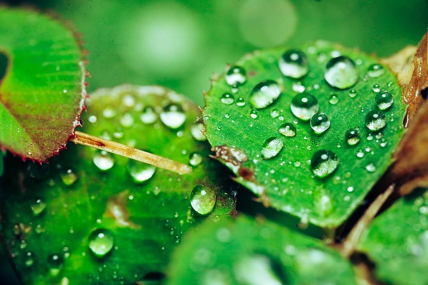 löv, växter, droppar, vattendroppe, regn, natur