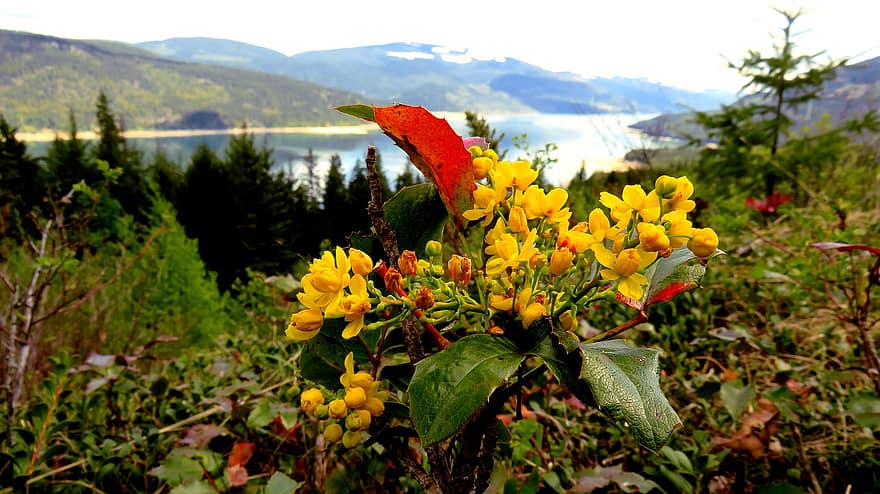 Oregonas vīnogas, ziedi, ezers, ainavu, pavasarī, pumpuri
