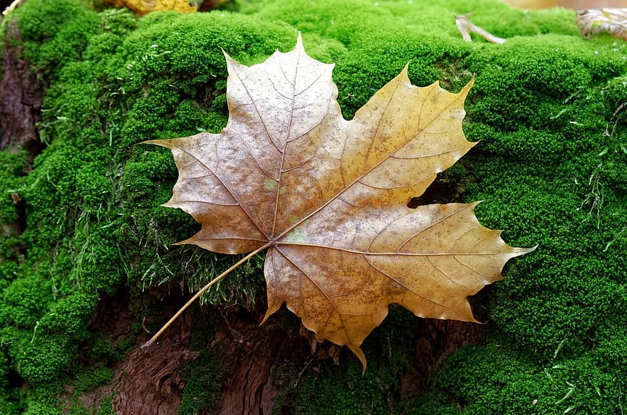 лист, осінь, клен, сезон, падіння, природи, листя, мох