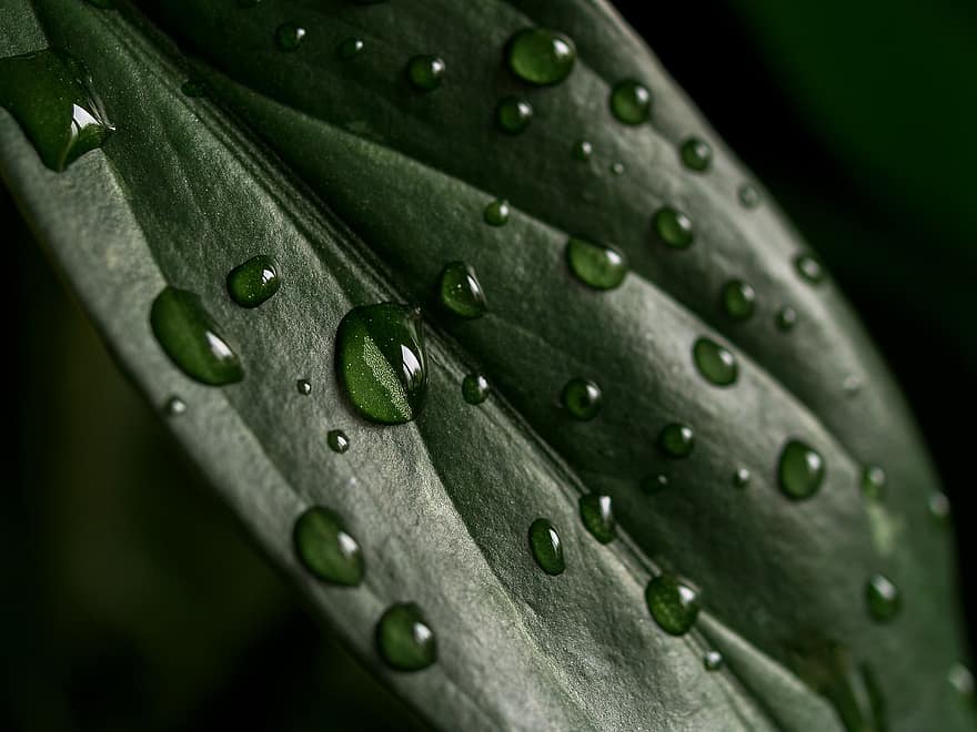 листо, растение, текстура, капки, вода, повърхност, мокър, дъжд, структура, флора