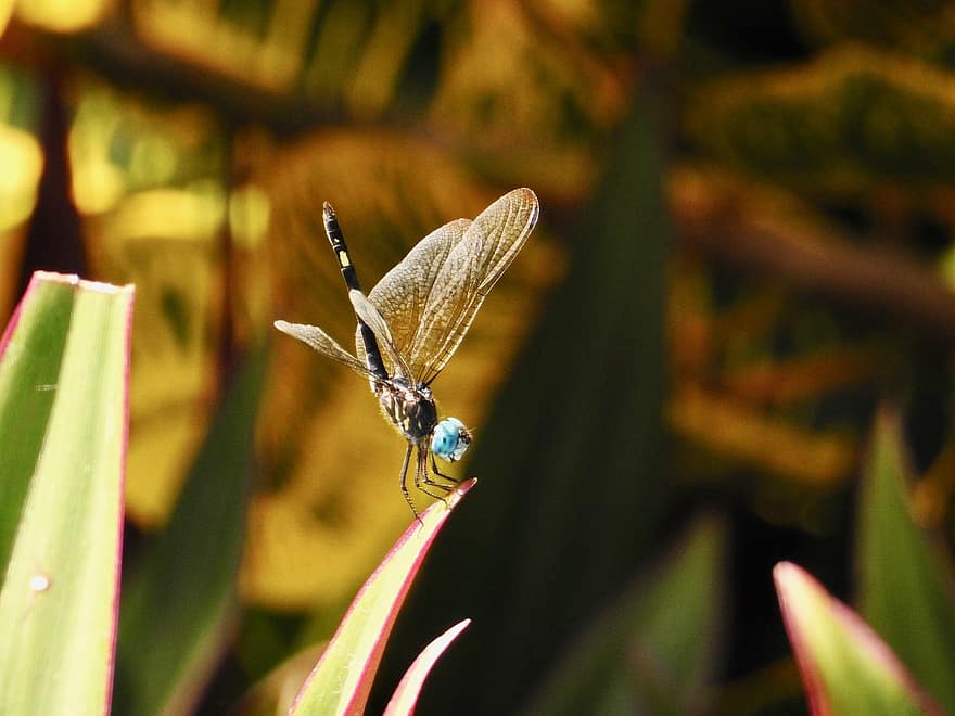 dragonfly, insekt, bug, vinger, blomster, planter, entomologi, fauna, hage, natur, drage fly