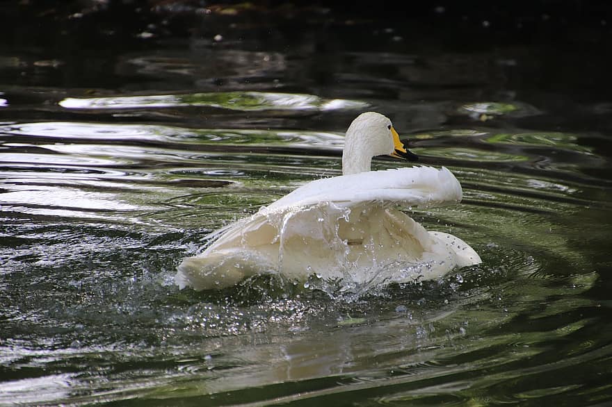 Swan, Bird, Pond, Reflection, White Swan, Water Bird, Aquatic Bird, Wading, Water, Flapping, Animal