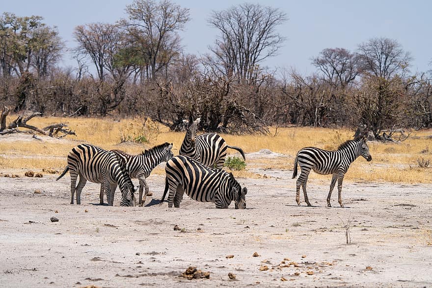 zebra's, dieren, safari, zoogdieren, paarden, dieren in het wild, verblinden, wildernis, natuur, dieren wereld, Botswana
