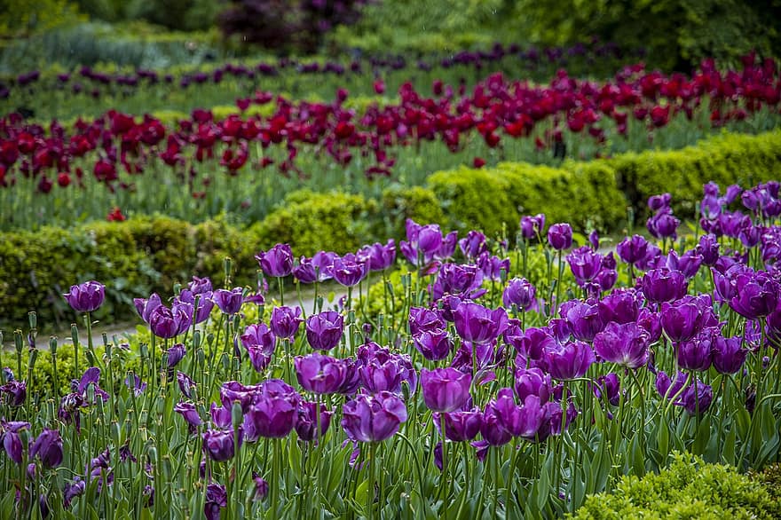 tulipes, flors, camp, tulipes morades, florir, plantes, primavera, jardí, flora, naturalesa